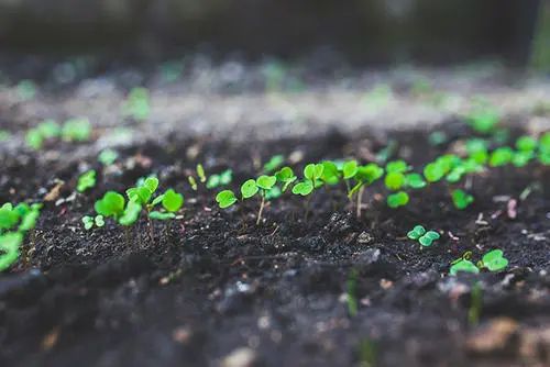 種植高質量農作物離不開土壤重金屬測定儀